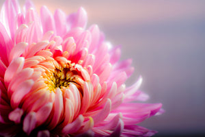 3-piece-aluminium-print-macro-chrysanthemum