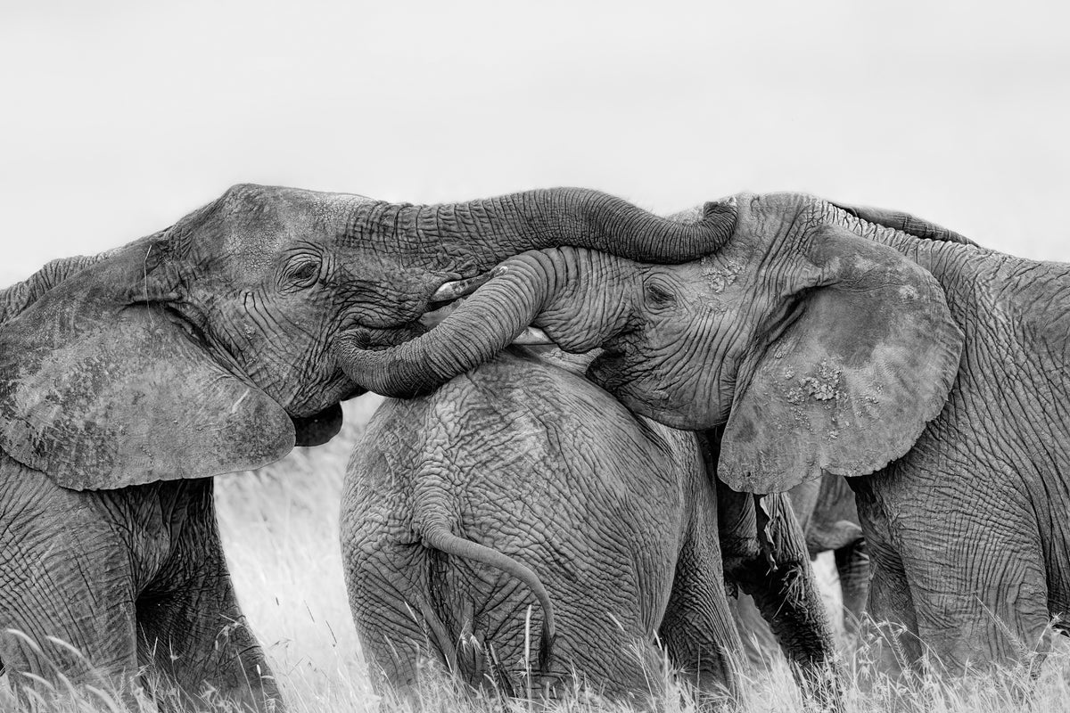 acrylic-print-elephant-playing-x