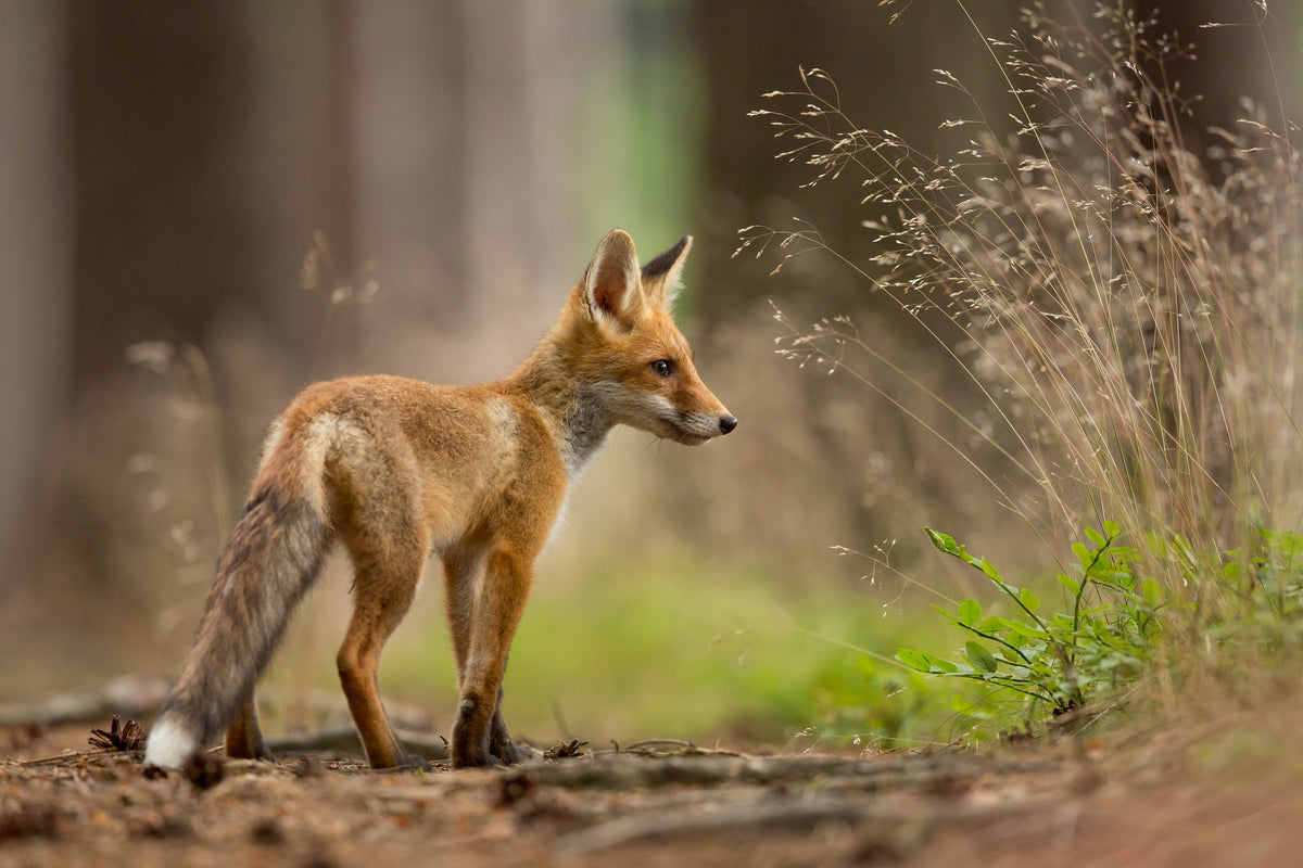 poster-print-red-fox-xqm