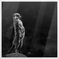 PO-050W050
