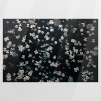PO-075W050