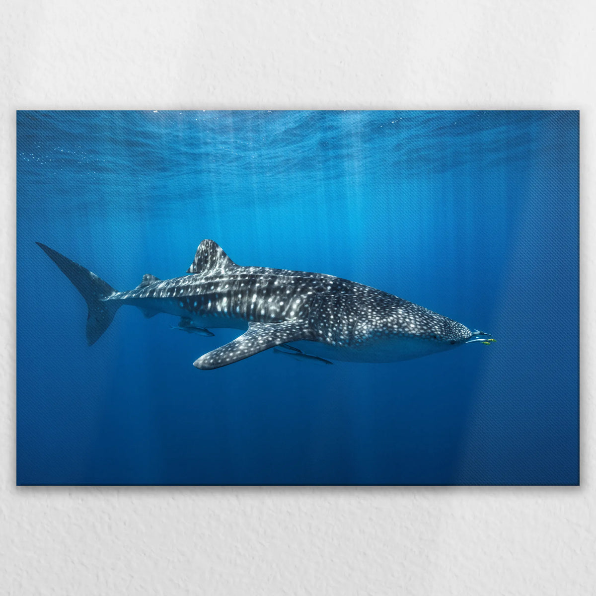 LW-120W080