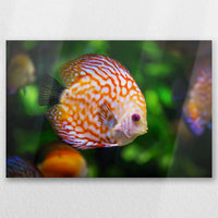 AL-030W020