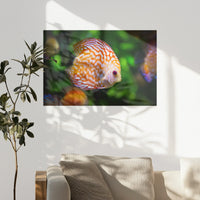 PO-075W050